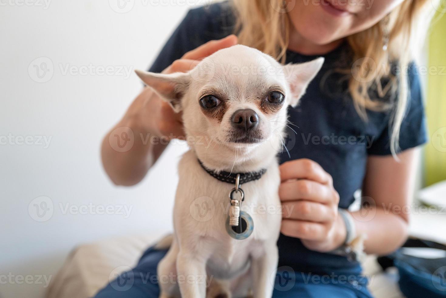 un piccolo cane pincher bianco con una ragazza foto