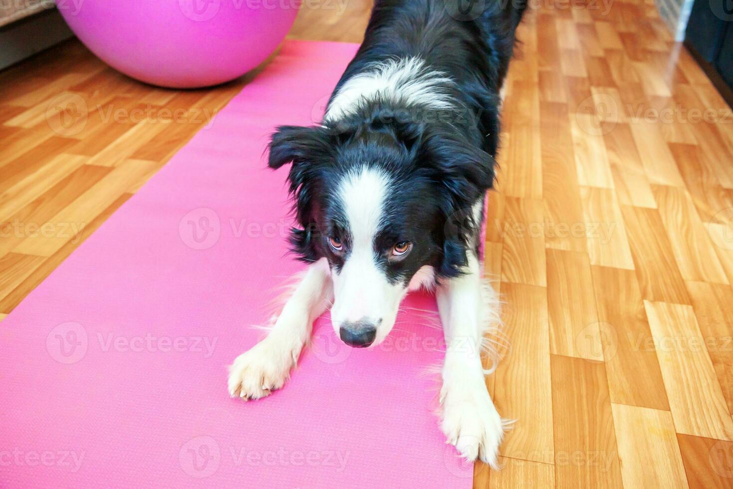 divertente cane border collie che pratica lezione di yoga al coperto. cucciolo che fa yoga asana posa sul tappetino yoga rosa a casa. calma e relax durante la quarantena. allenarsi in palestra a casa. foto