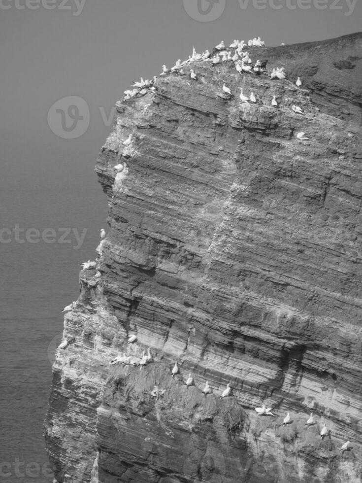 isola di helgoland in germania foto