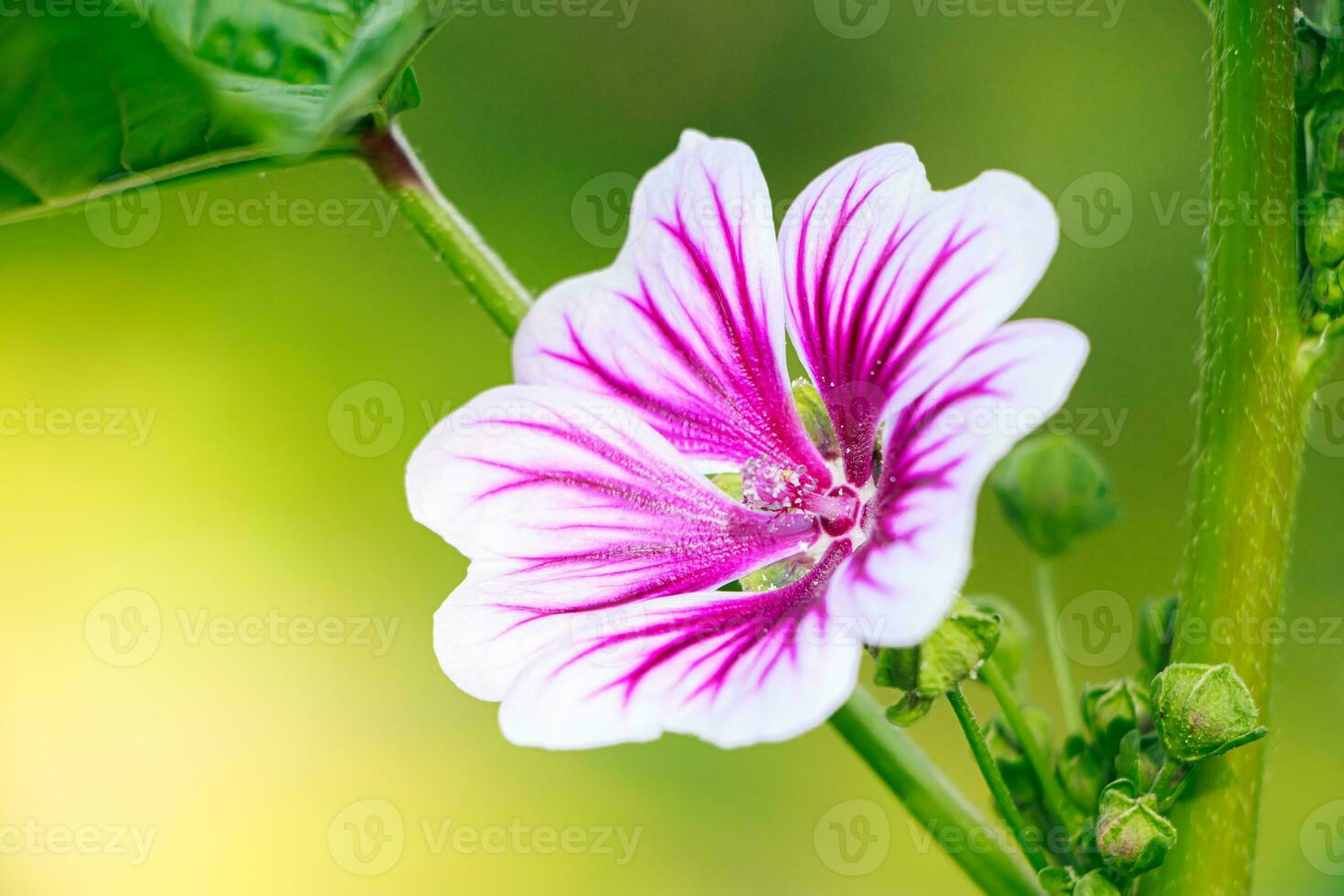 rosa Comune malva fiore. foto