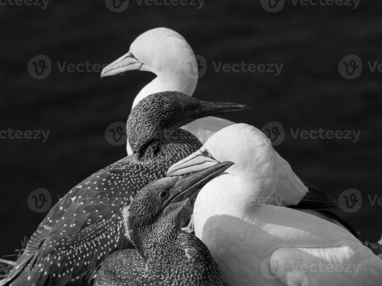 il Tedesco isola di helgoland foto