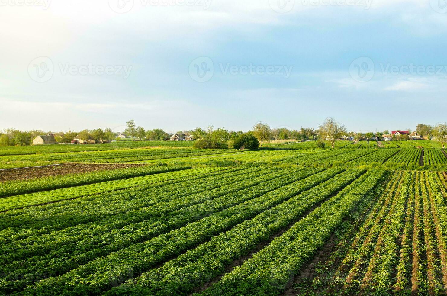 un' bellissimo Visualizza di campagna paesaggio di il Patata i campi di meridionale Ucraina. agroindustria e agroalimentare. biologico agricoltura. raccolta il primo Patata piantare. agricoltura e agro industria foto