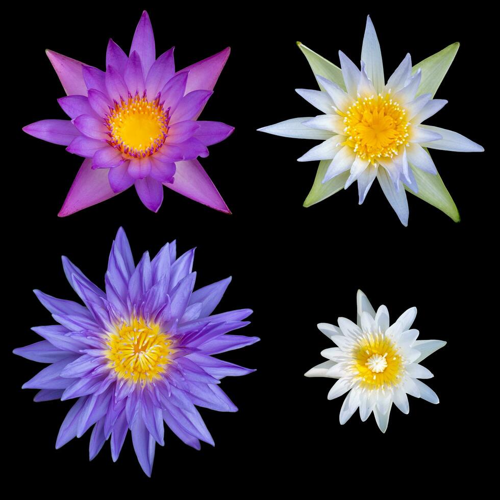 quattro specie di loto fiori isolato su un' nero sfondo. con ritaglio sentiero foto