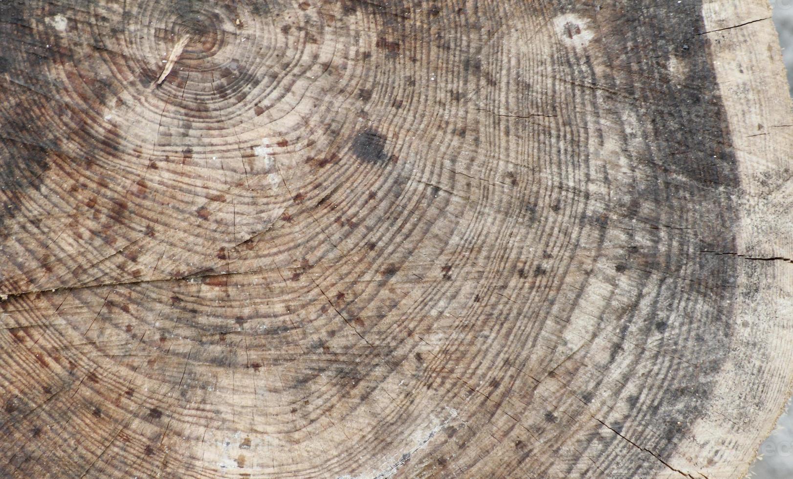 la venatura di un albero tagliato a metà foto