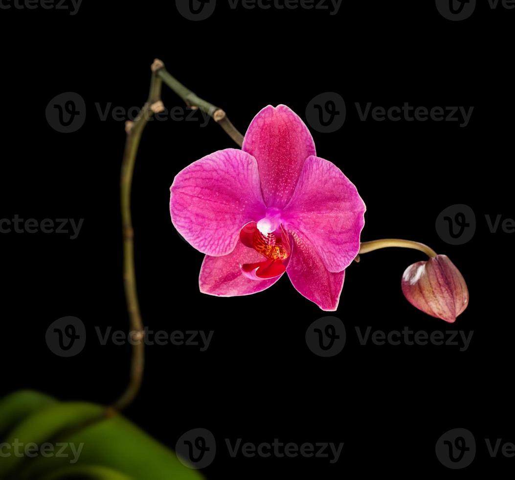 orchidea rosa isolata su sfondo nero foto