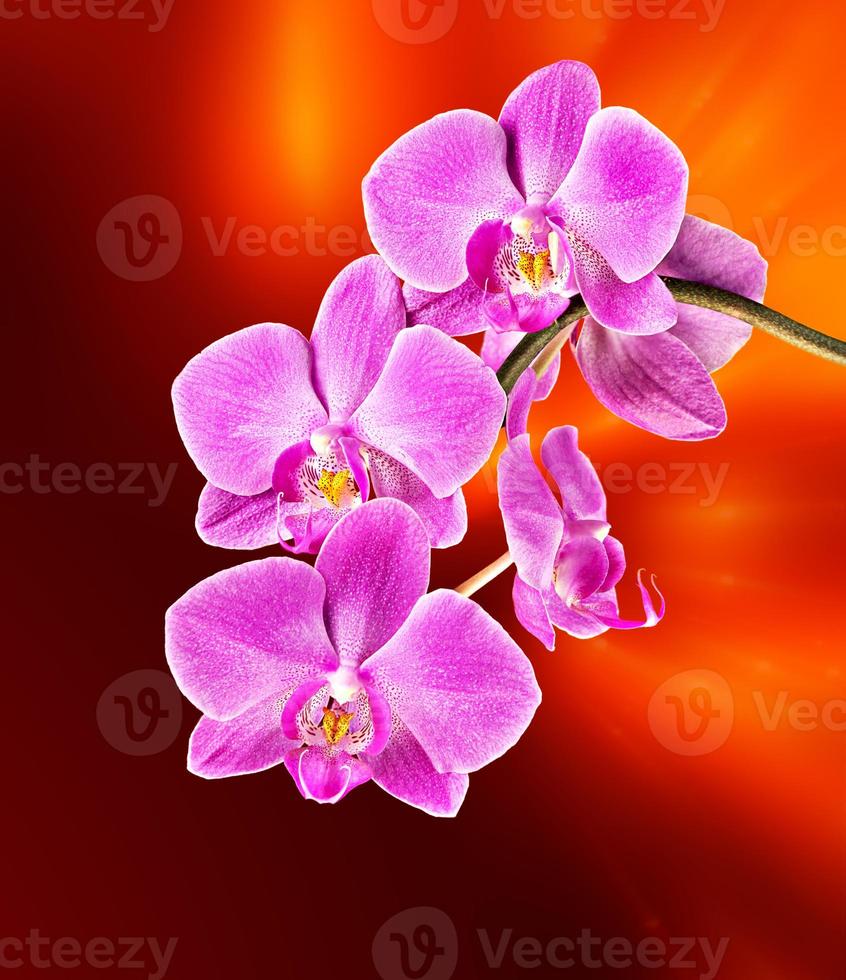 orchidea rosa su sfondo sfocato astratto foto