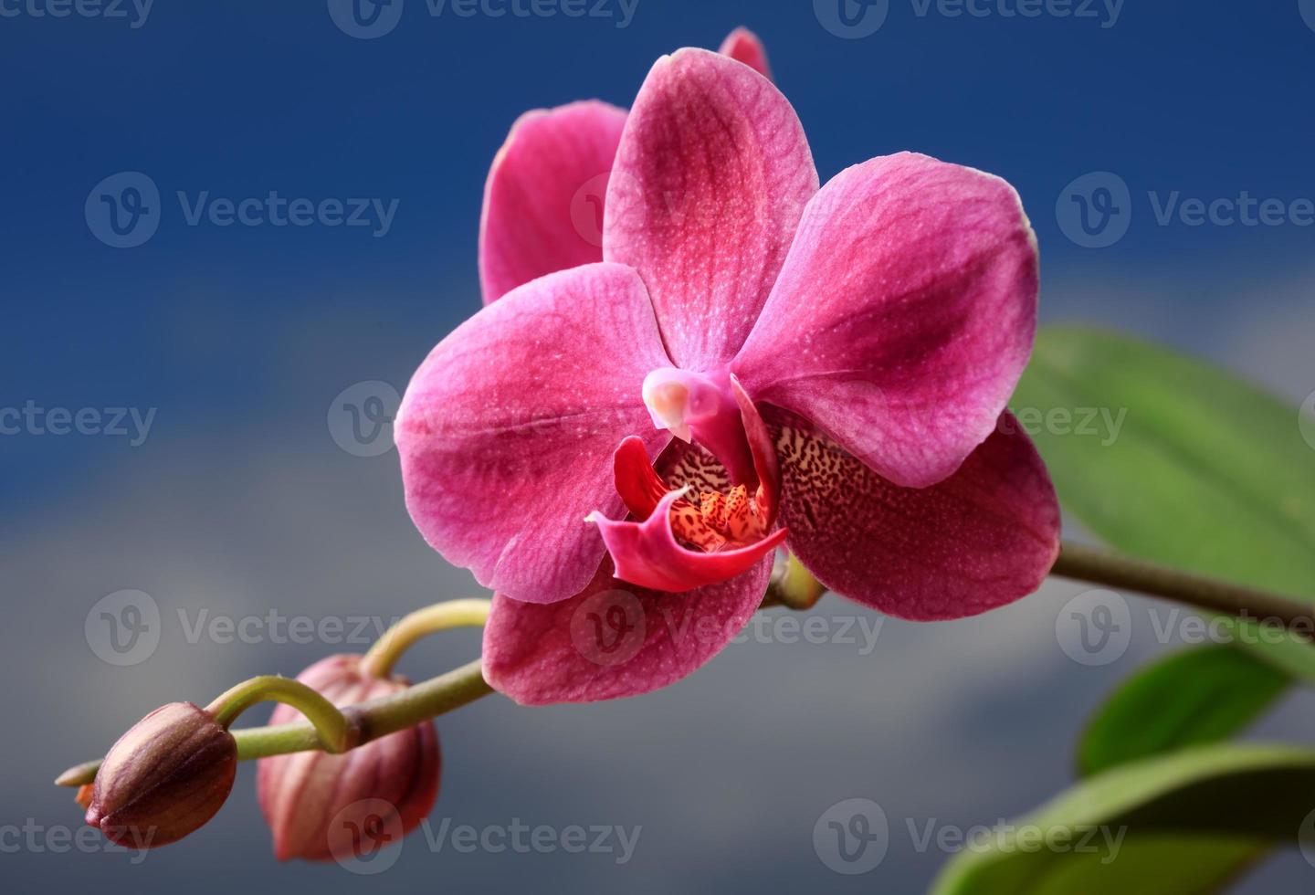 primo piano di un fiore di orchidea foto