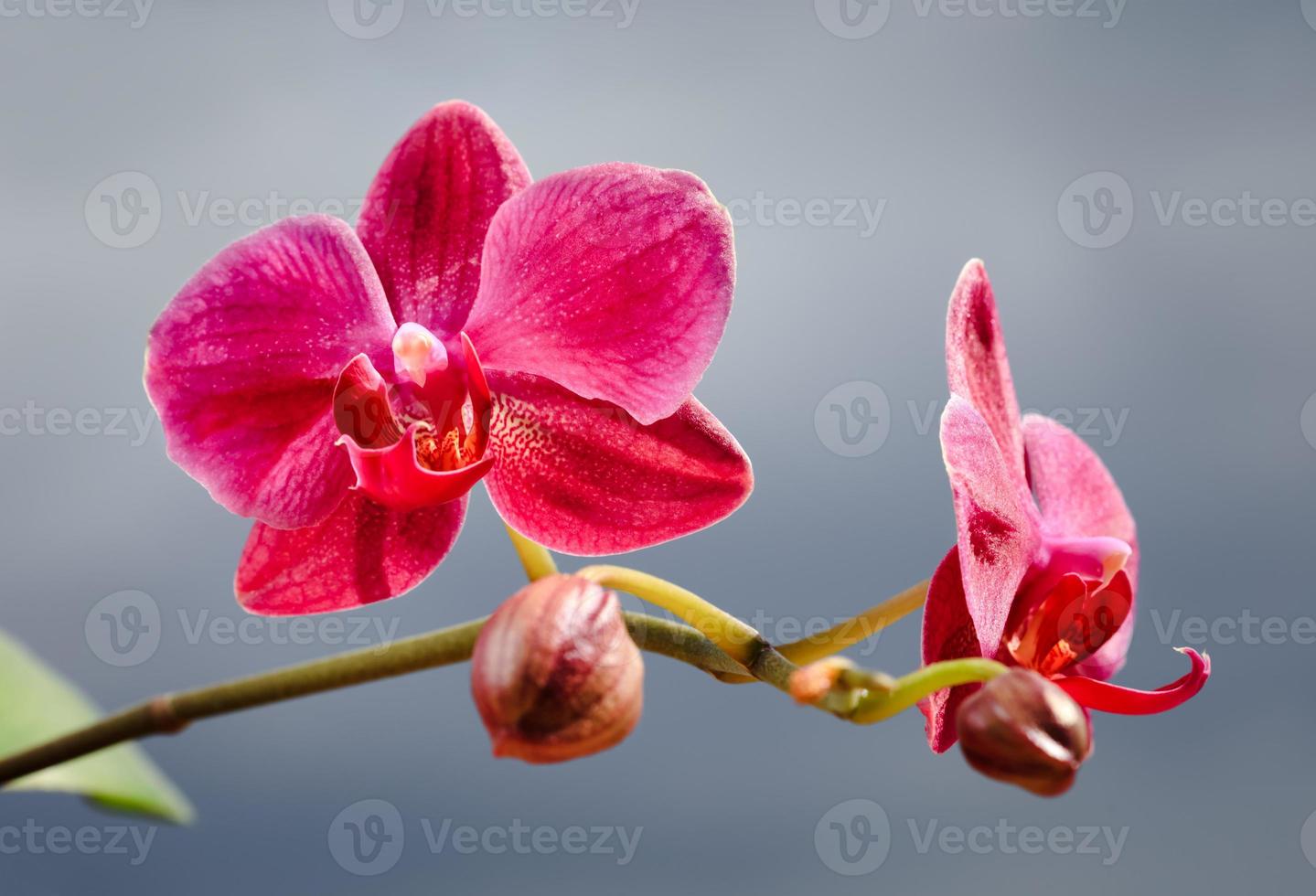 primo piano di un fiore di orchidea foto