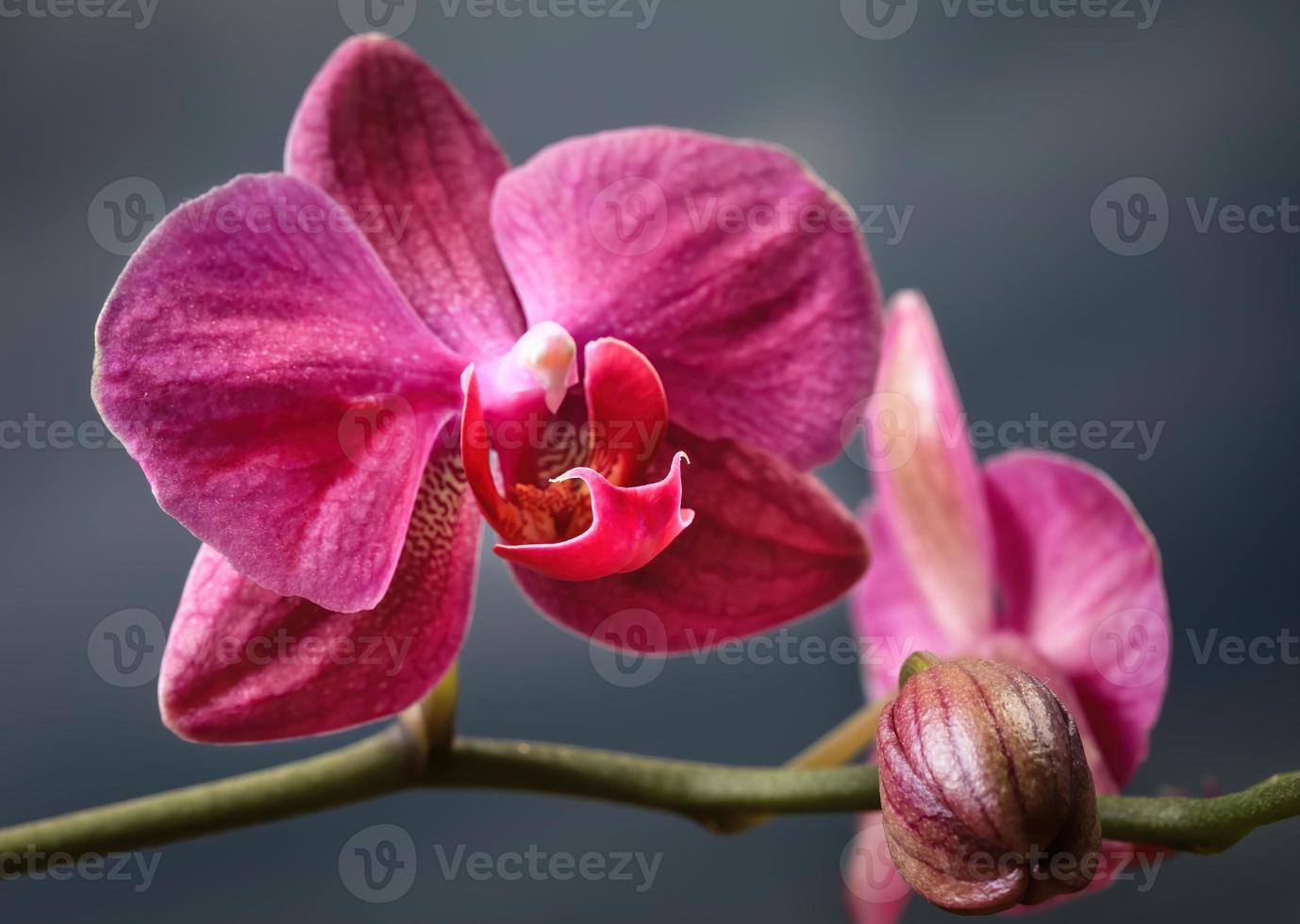 primo piano di un fiore di orchidea foto