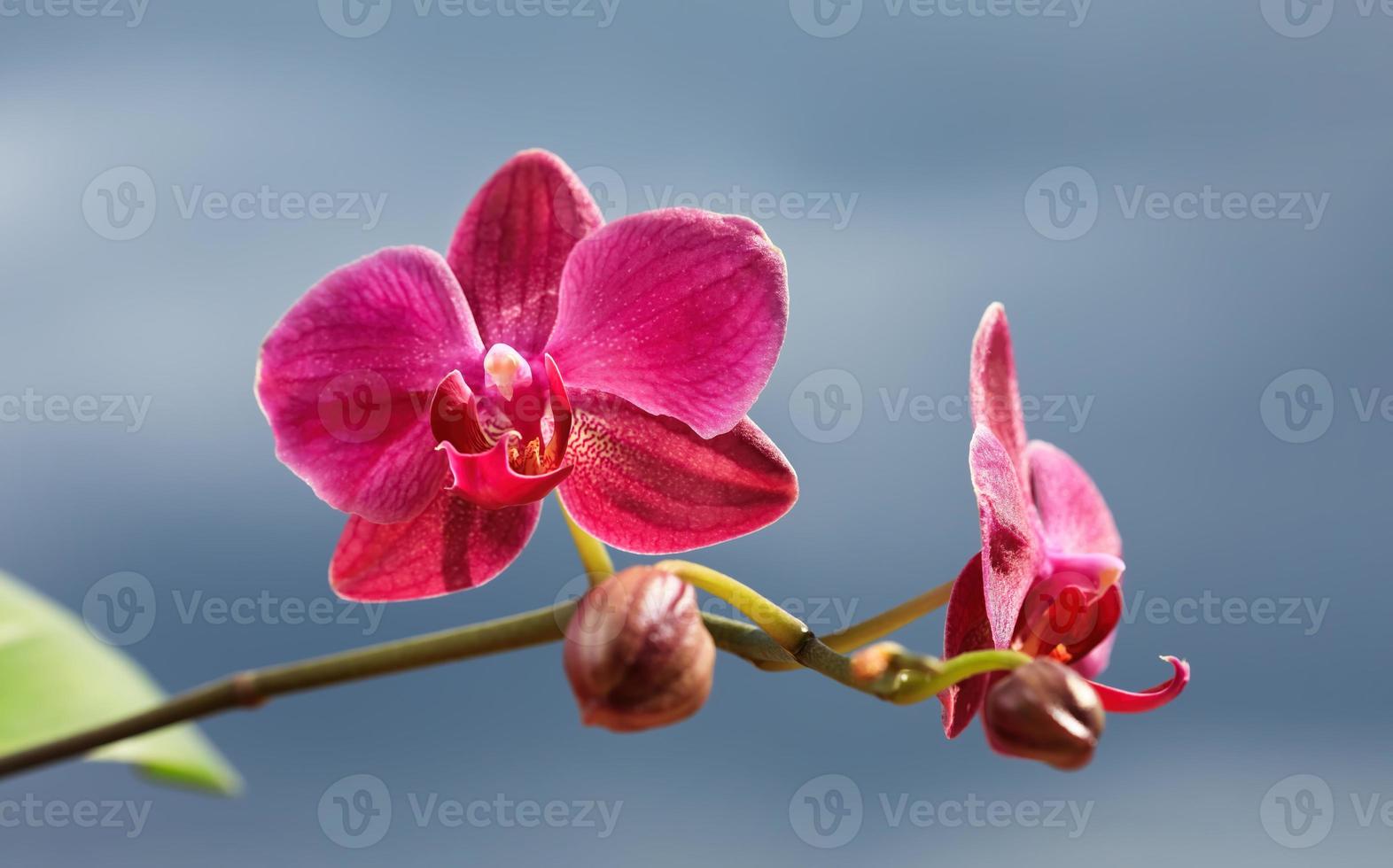 primo piano di un fiore di orchidea foto