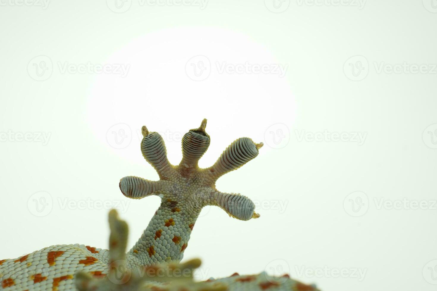 Close up geco gamba e dita su sfondo bianco foto