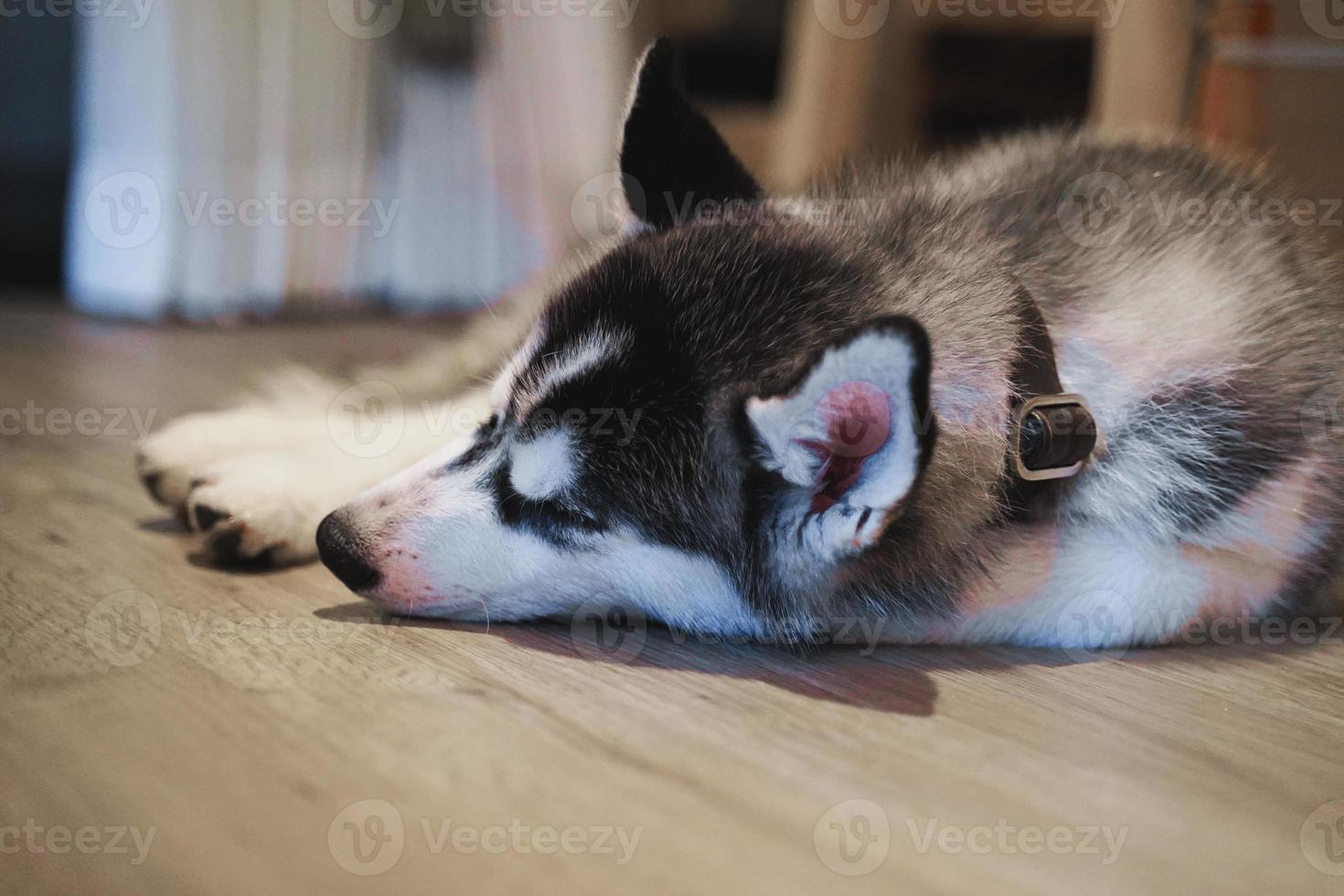 cucciolo di husky siberiano che dorme sul pavimento. foto