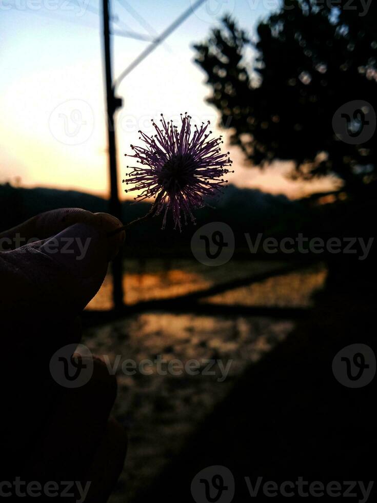 Visualizza di il bellissimo blu e arancia cielo e il silhouette di un' fiore foto