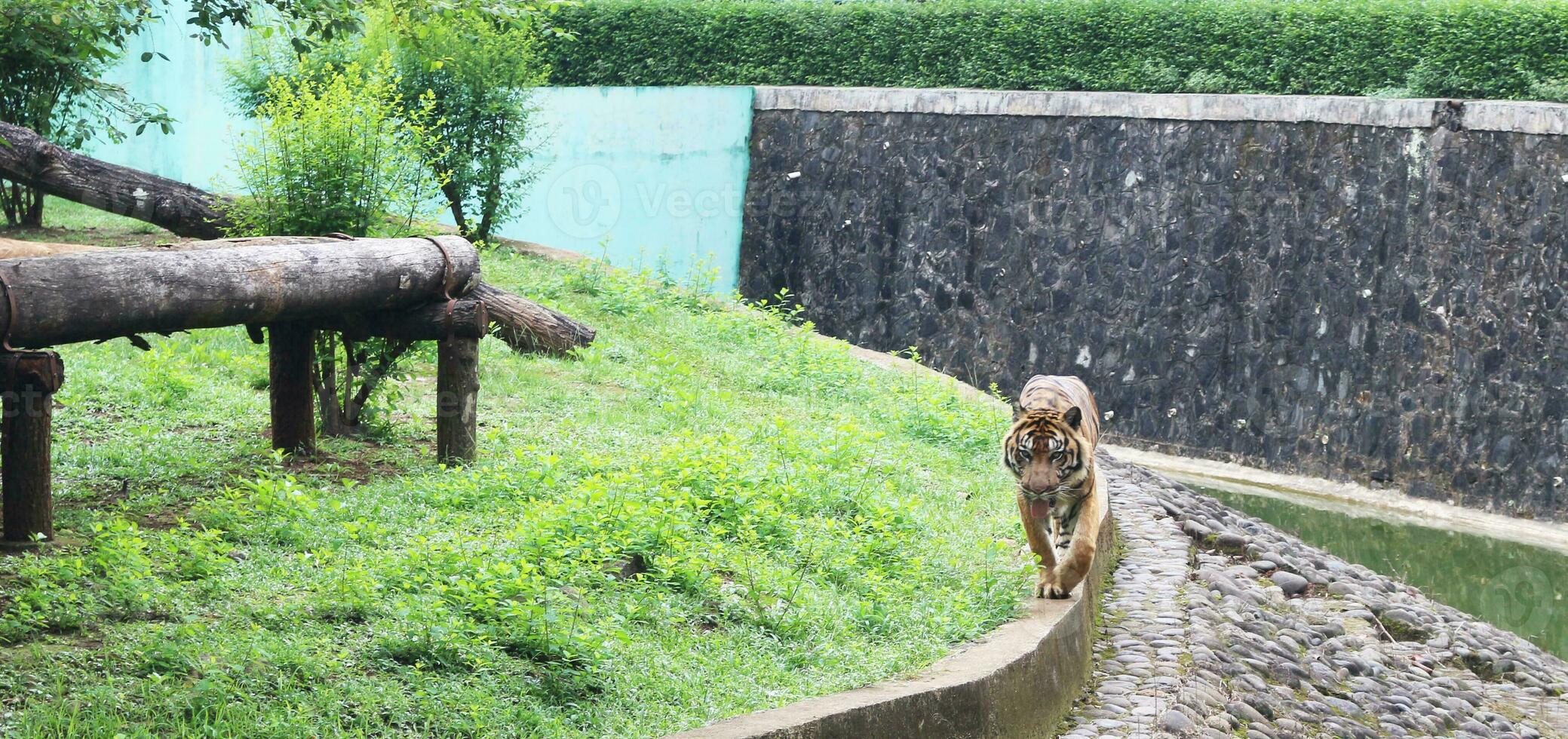 un' tigre vivente nel un' gabbia a zoo foto