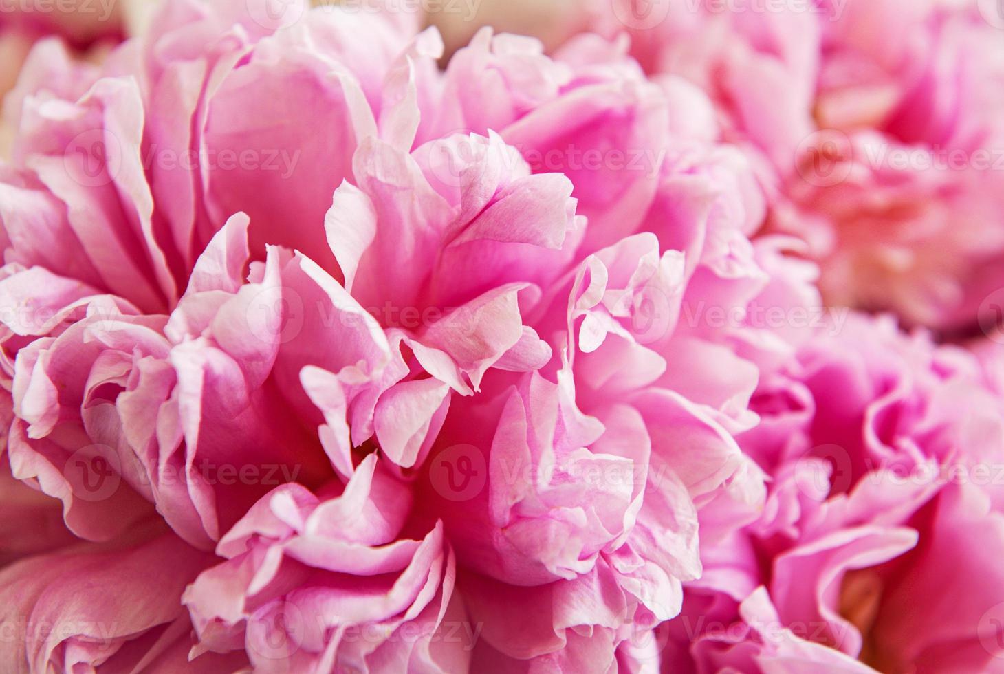 fiori di peonia come sfondo foto