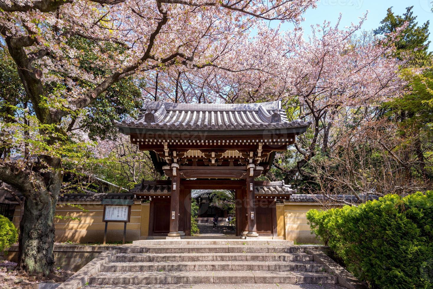 tempio homyoji con fiori di ciliegio a tokyo foto