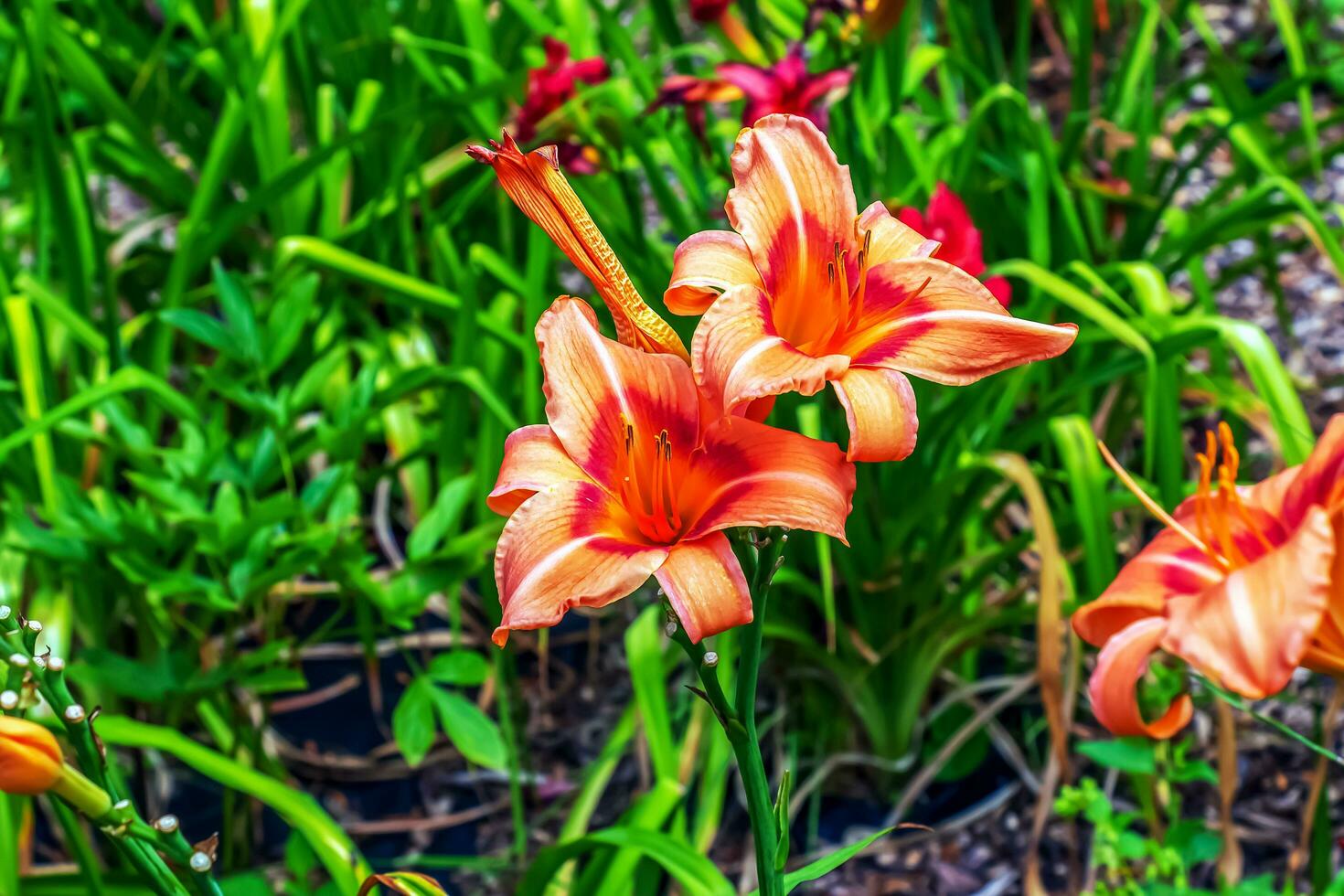 hemerocallis fulva o il arancia giglio di giorno. Mais giglio fioritura nel il giardino. vicino su. dettaglio. foto