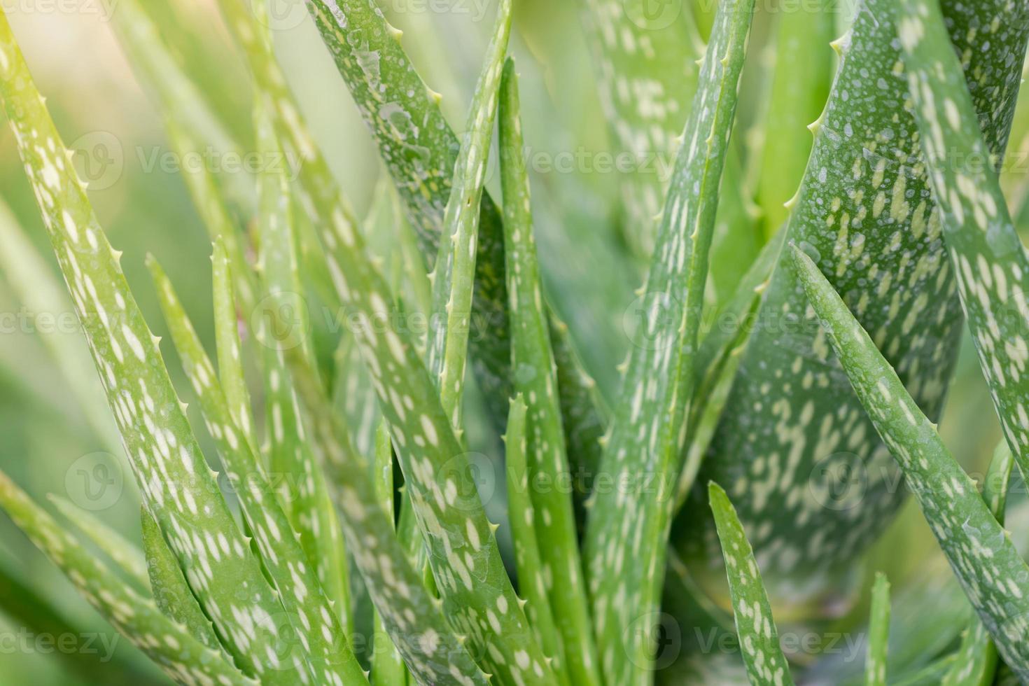 pianta di aloe vera da vicino foto