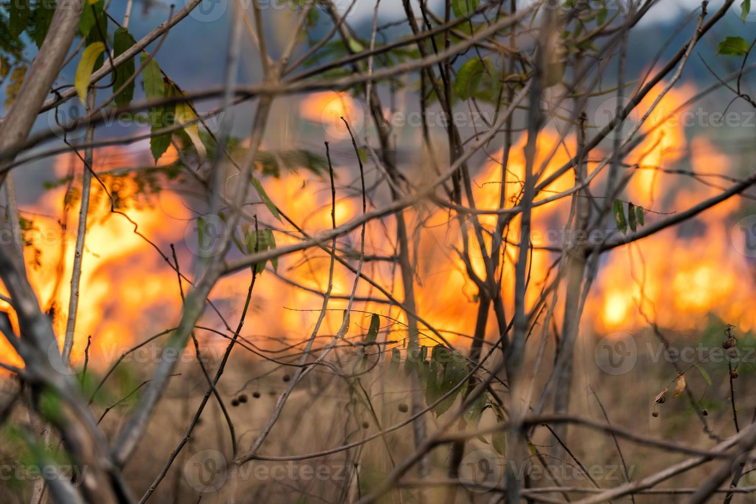 fuoco selvaggio, fiamme ardenti nella foresta foto