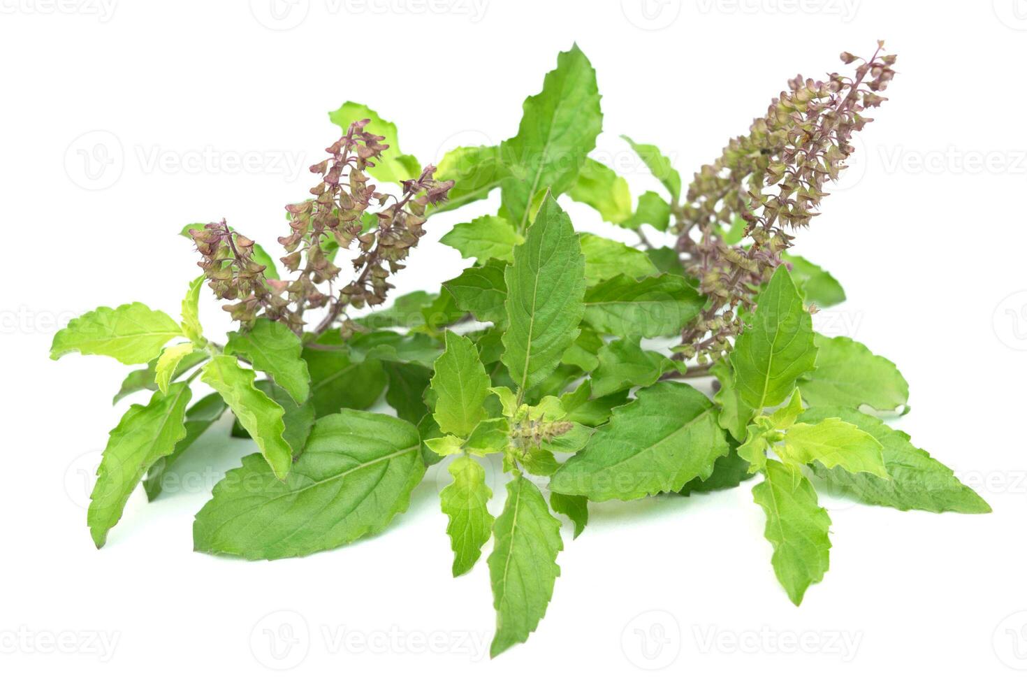 ocimum tenuiflorum bianca sfondo foto