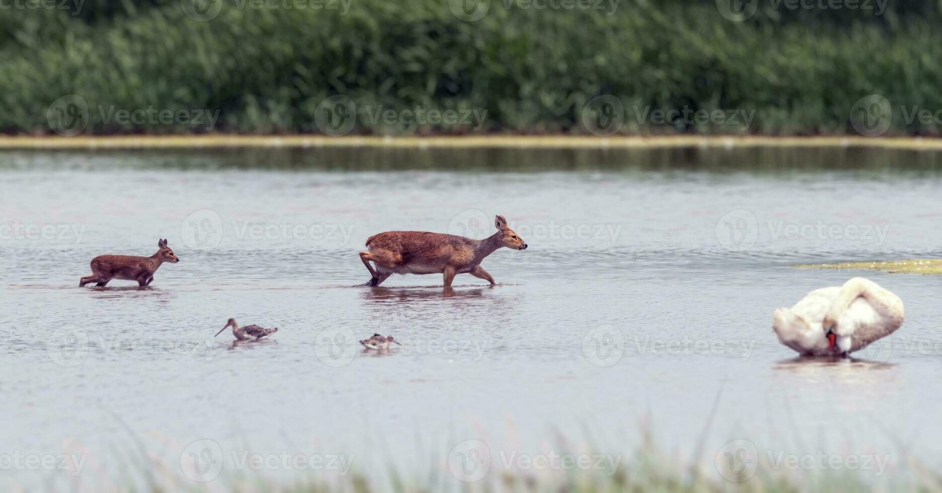 Cinese acqua cervo a piedi attraverso superficiale paludi foto