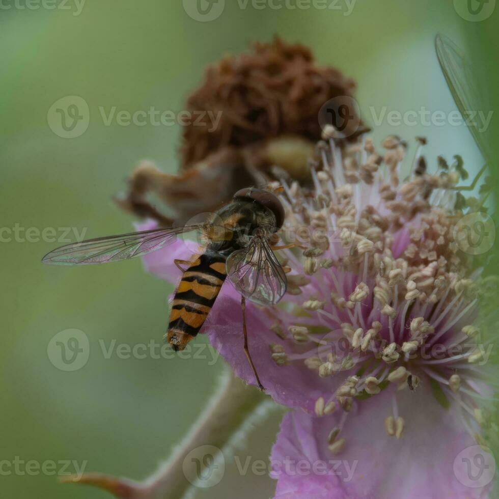 hoverfly alimentazione su nettare foto