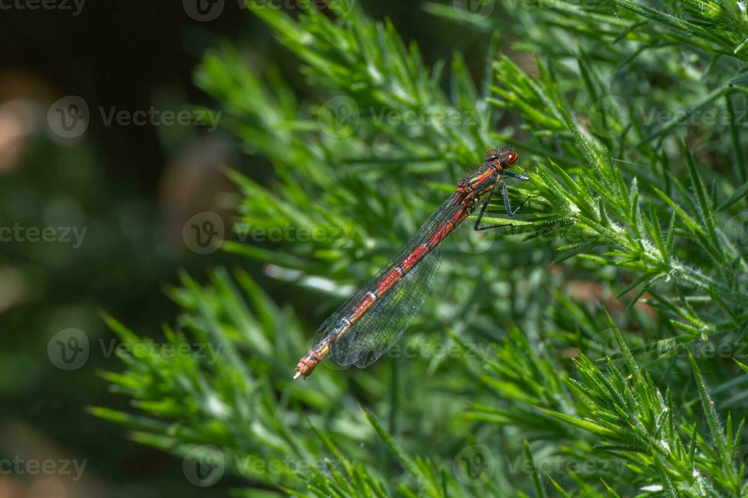 grande rosso damselfly maschio foto