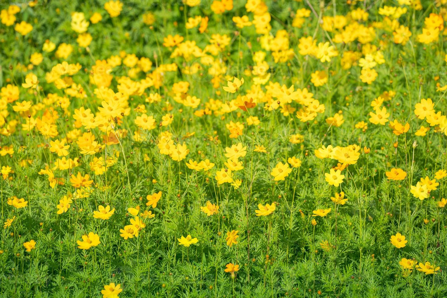 sfondo giallo dei fiori dell'universo foto