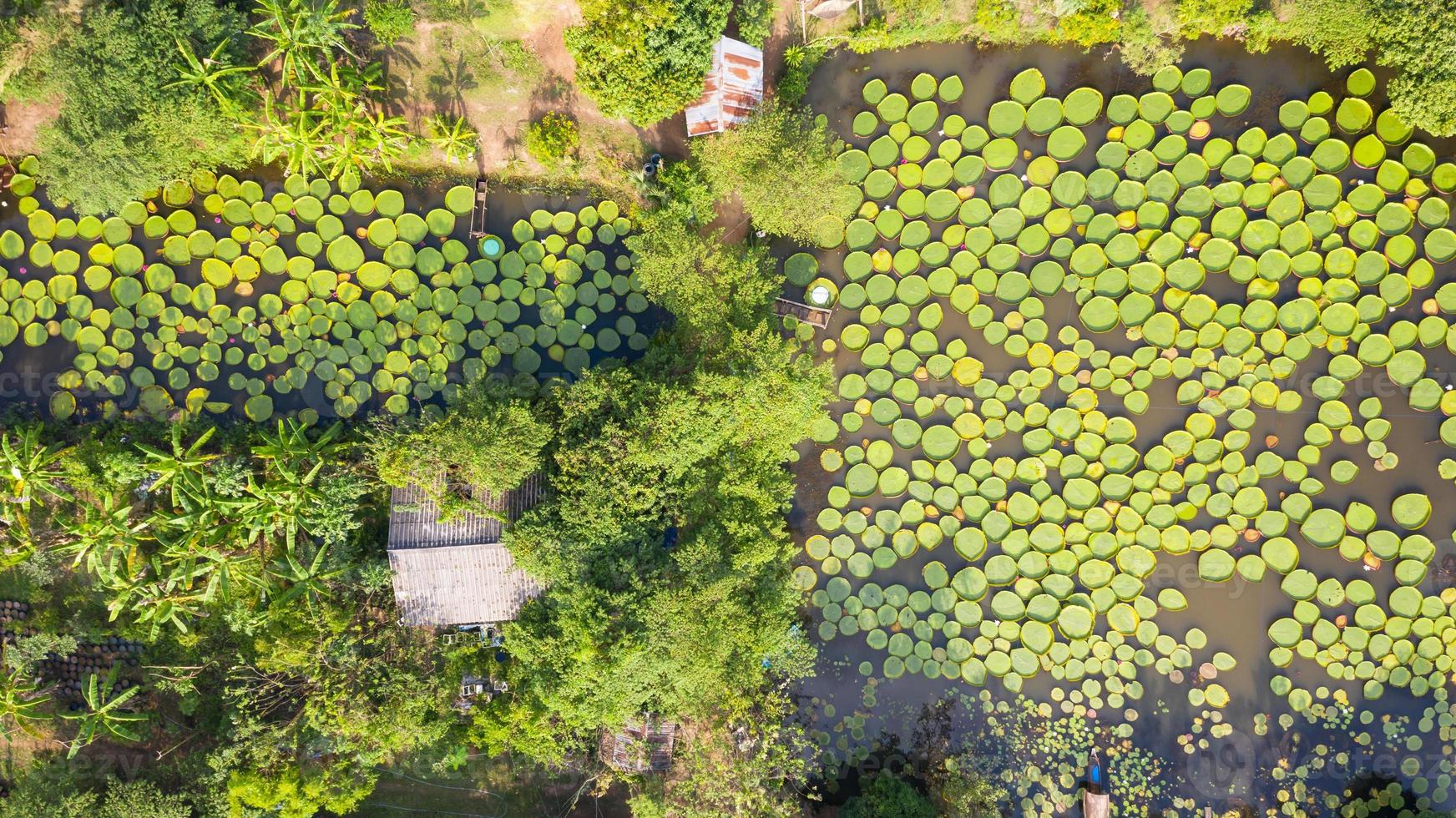 foto aerea vista dall'alto delle ninfee victoria