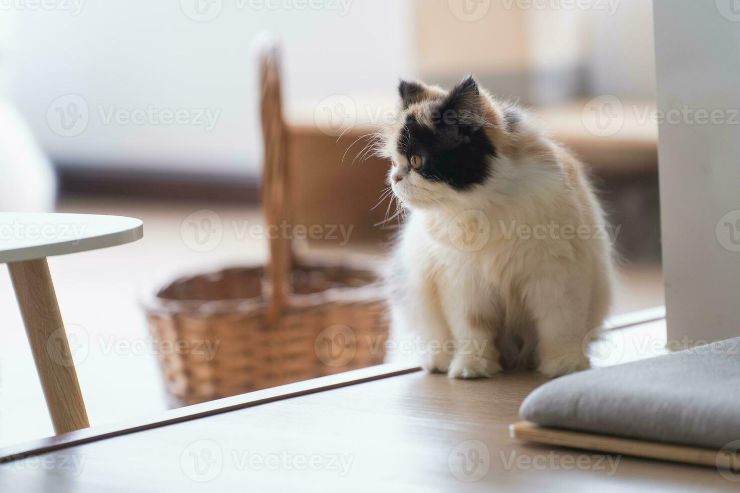 persiano gatto guardare a il telecamera e dire bugie su il pavimento a casa, misto razza gatto è un' attraversare fra razze o un' di razza gatto e un' domestico gatto. animale gatti concetto. foto