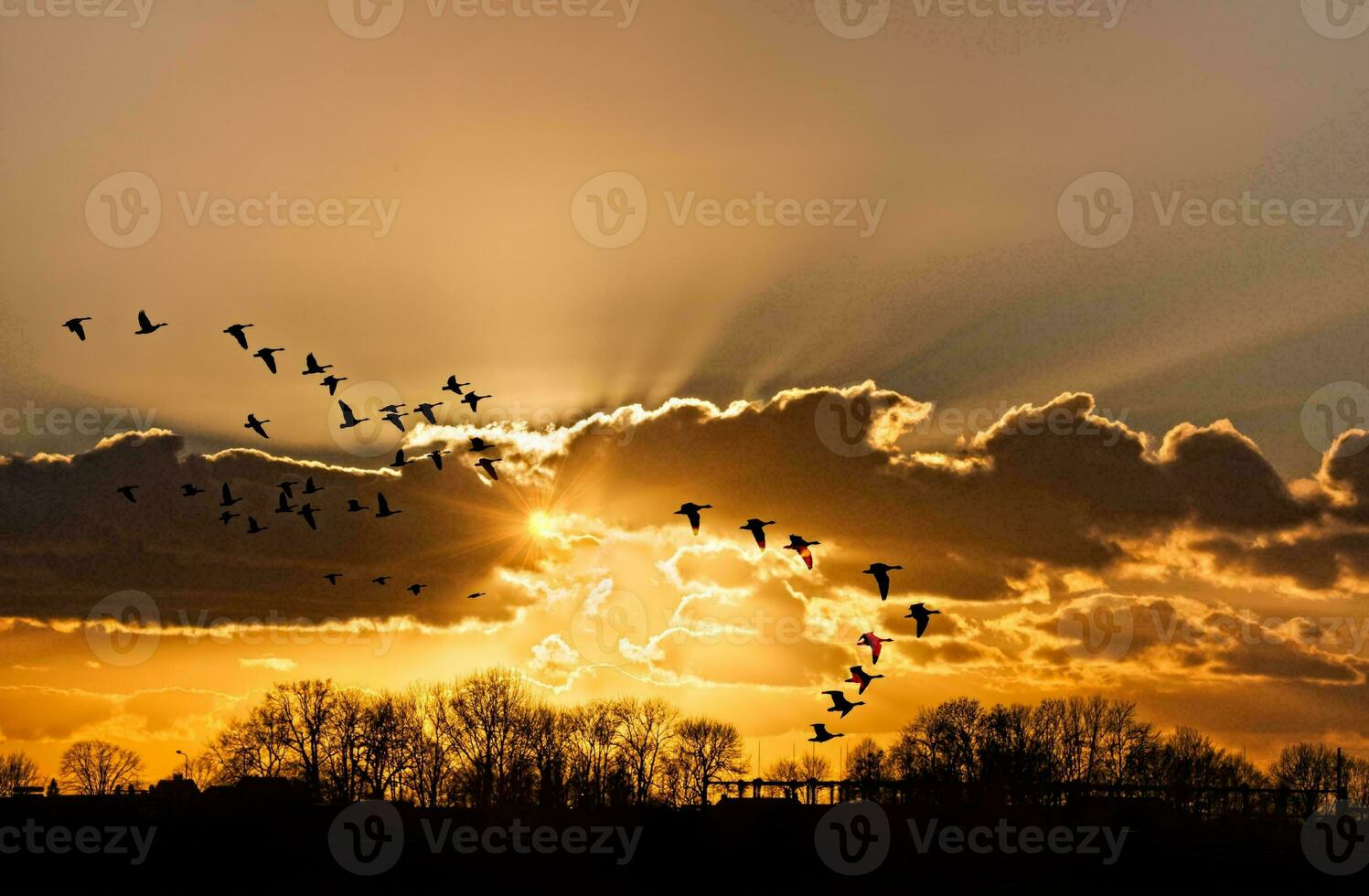 tropicale mare tramonto albero cielo Visualizza sfondo foto