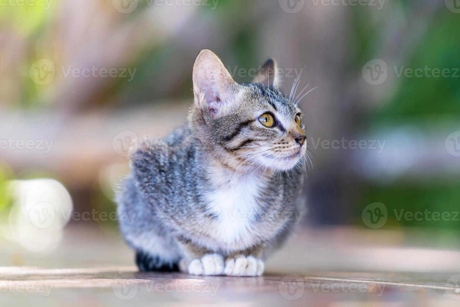 giovane gatto grigio di strada foto