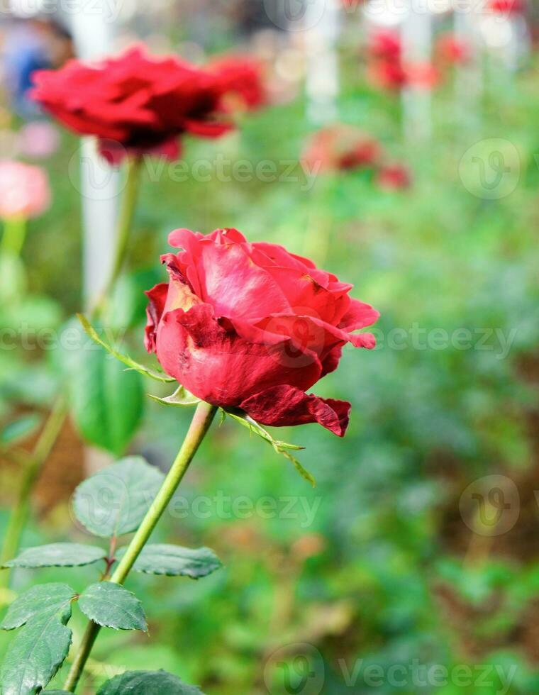 rosso rosa fresco nel giardino foto