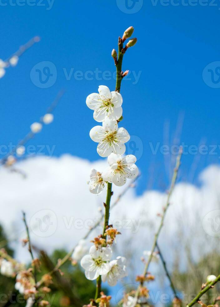 Cinese prugna, giapponese albicocca, fioritura bianca fiore bellissimo foto