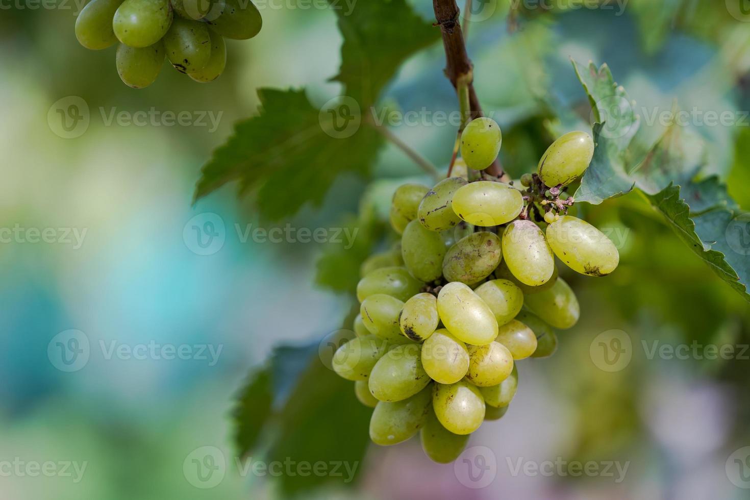 vigneto con uve da vino bianco in campagna, grappoli d'uva soleggiati appesi alla vite foto