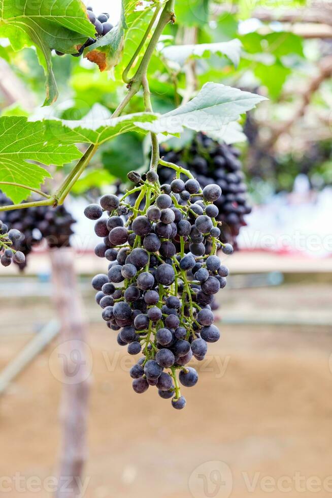 uva mazzo frutta nel vigneto foto