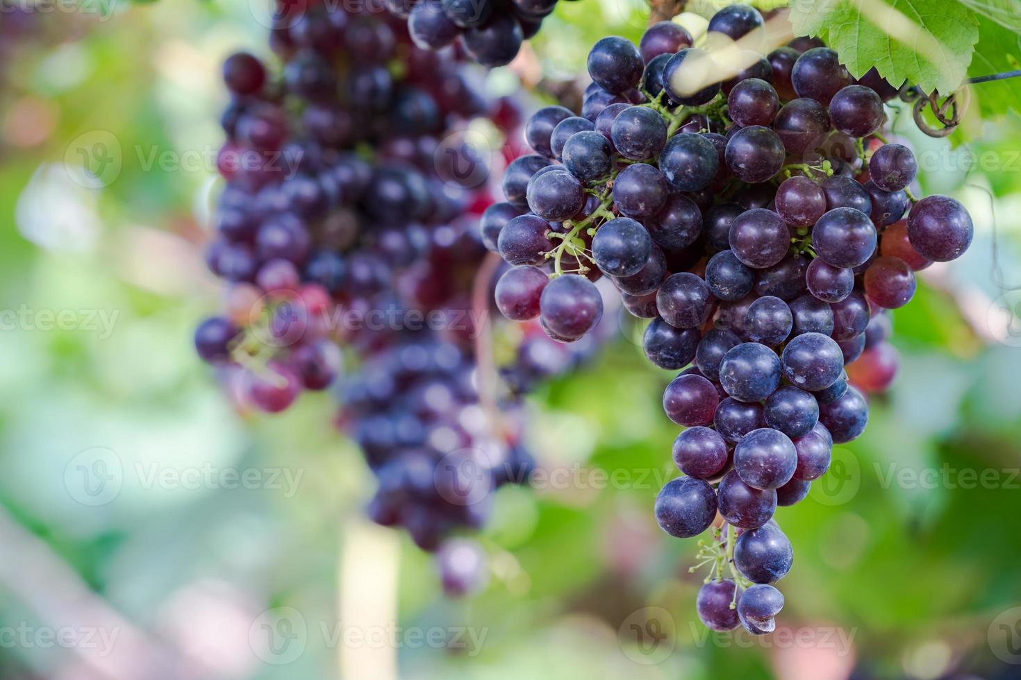 vigneto con uva matura in campagna, uva viola appesa alla vite foto