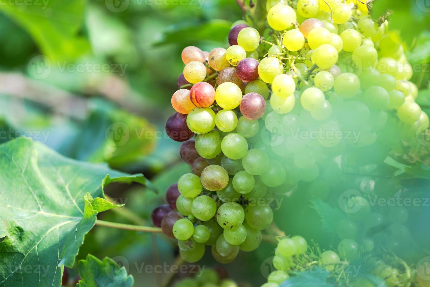 vigneto con uve da vino bianco in campagna, grappoli d'uva soleggiati appesi alla vite foto