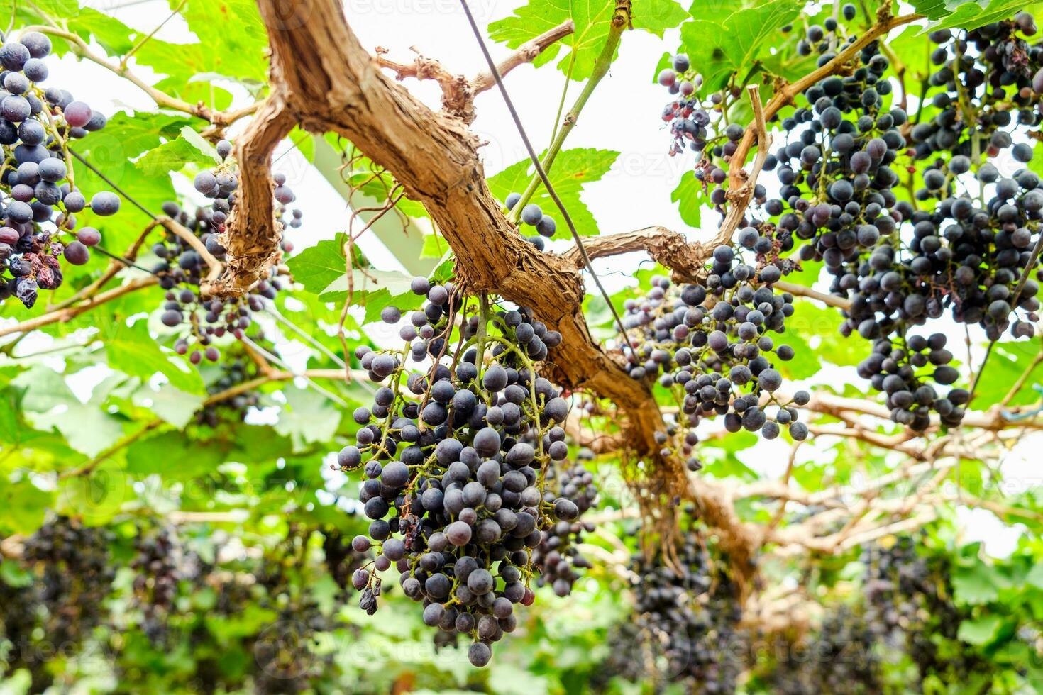 uva mazzo frutta nel vigneto foto