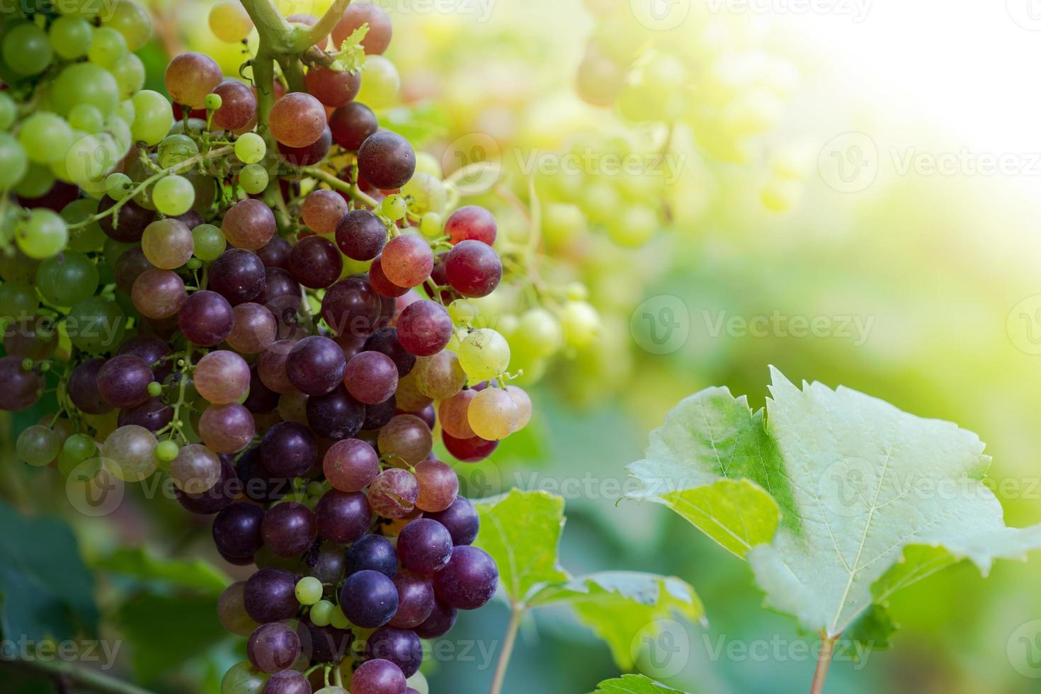 vigneto con uva matura in campagna, uva viola appesa alla vite foto