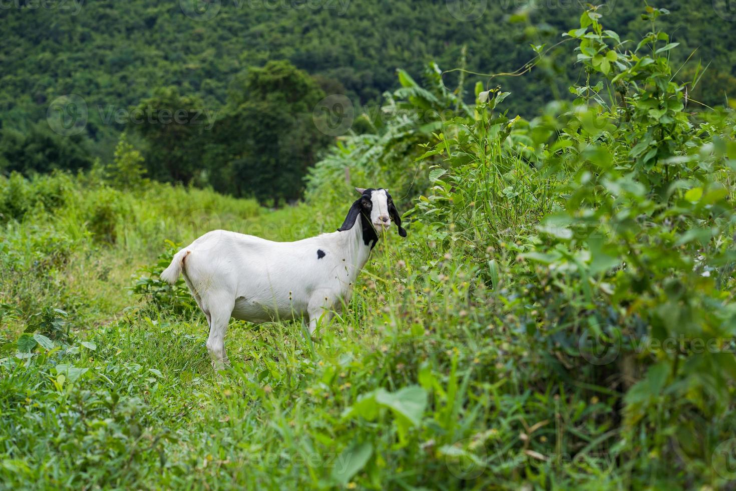 capra in campo foto