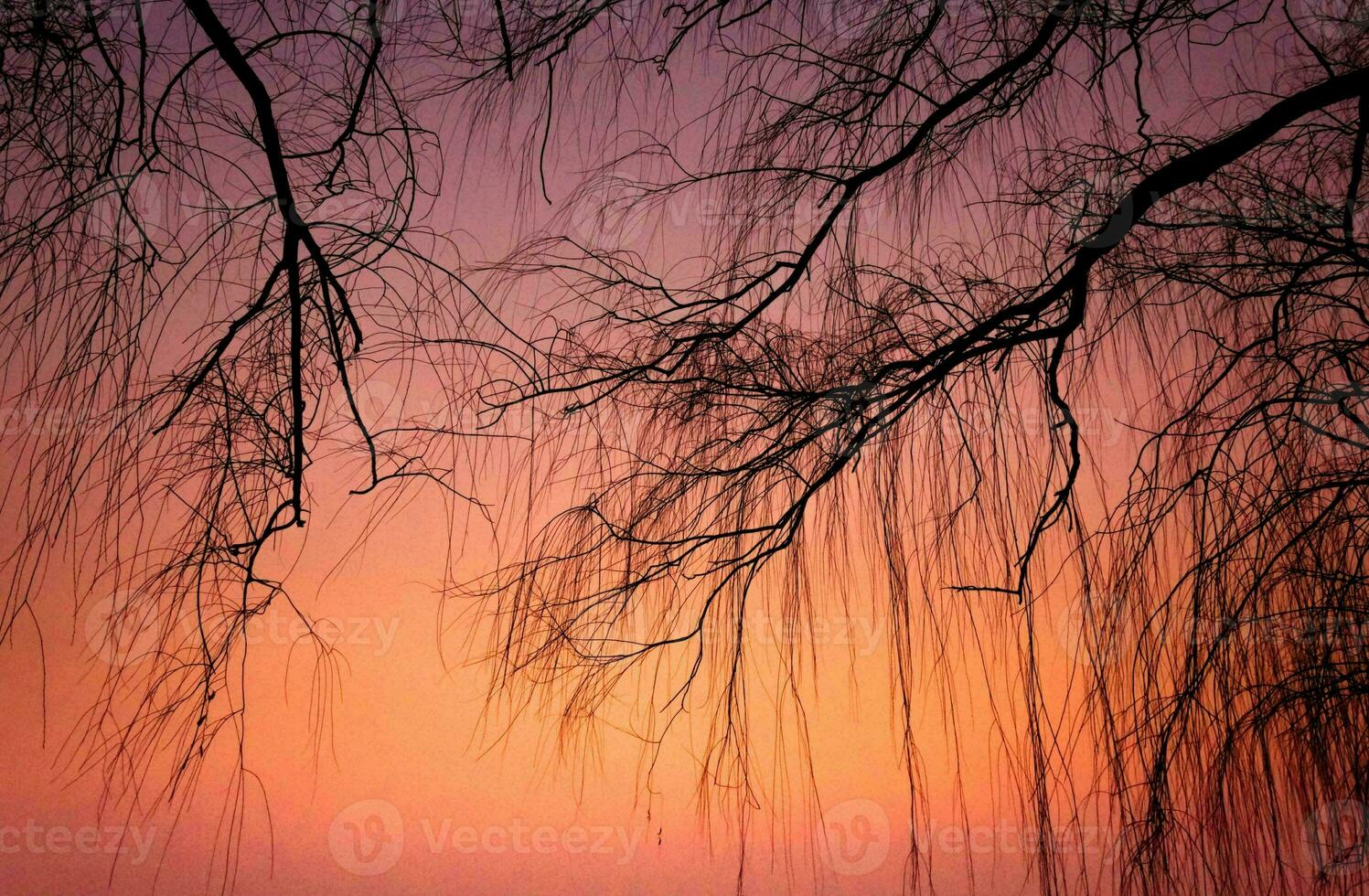 tropicale mare tramonto albero cielo Visualizza sfondo foto