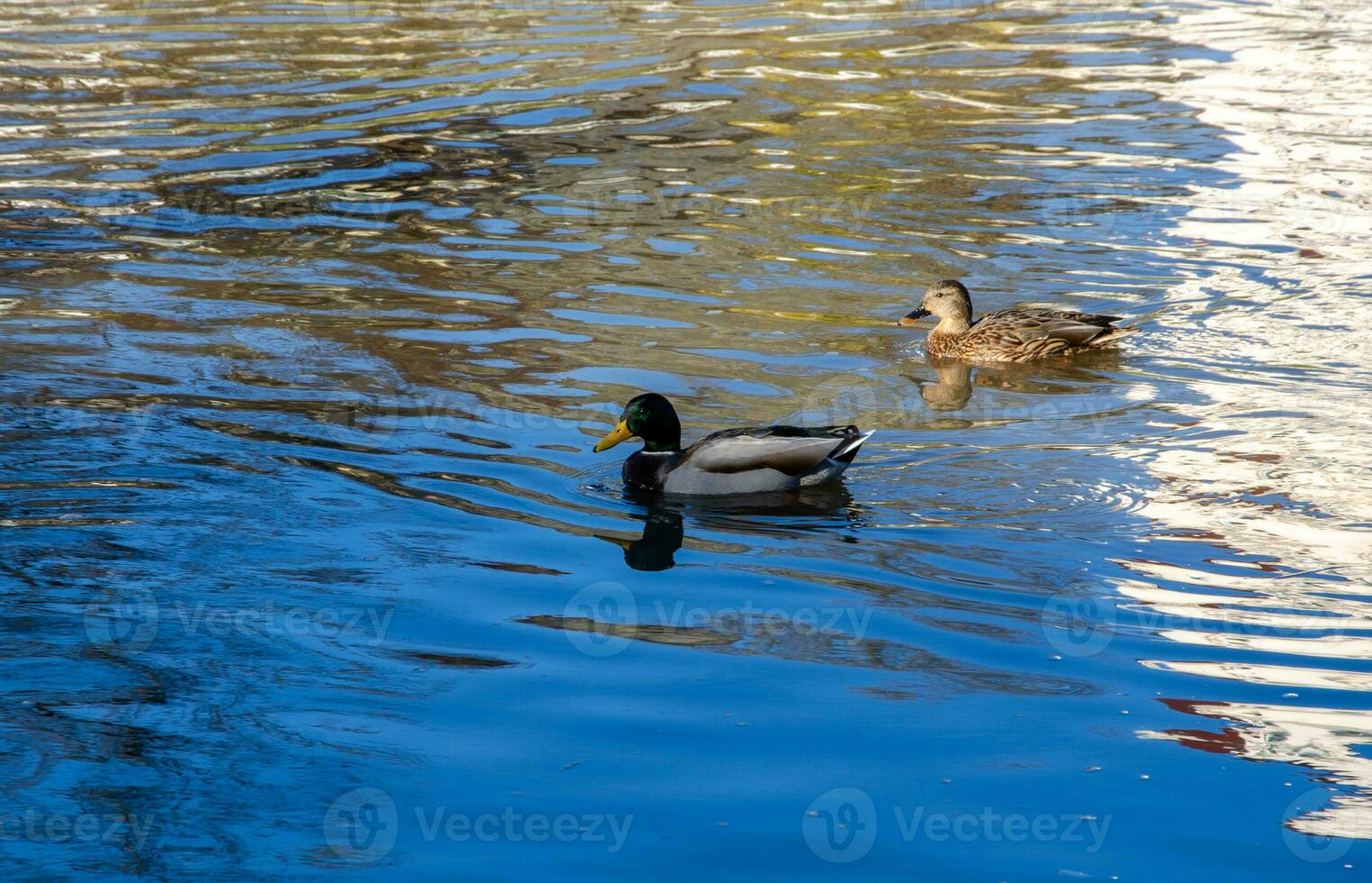 selvaggio anatre nuotare su il lago. lago con anatre foto