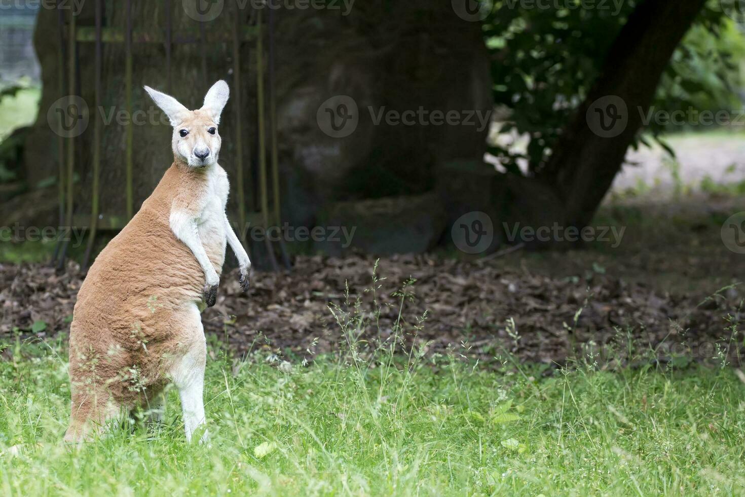 canguro nel un' radura foto