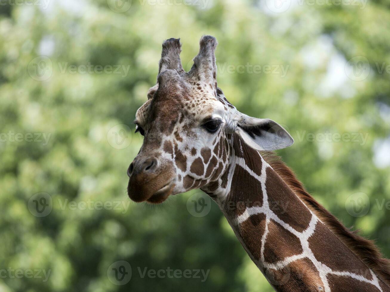 giraffa allo stato brado foto