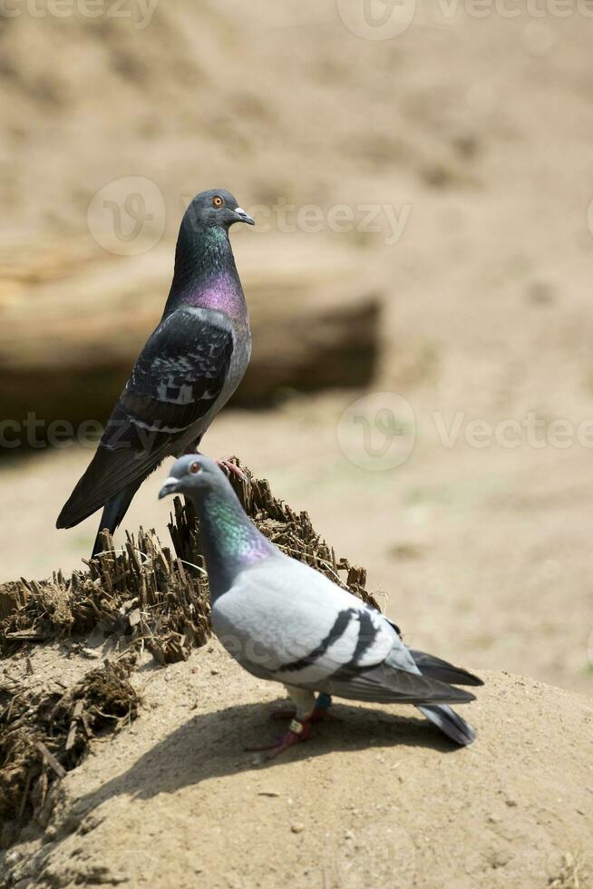 piccioni nel il radura foto