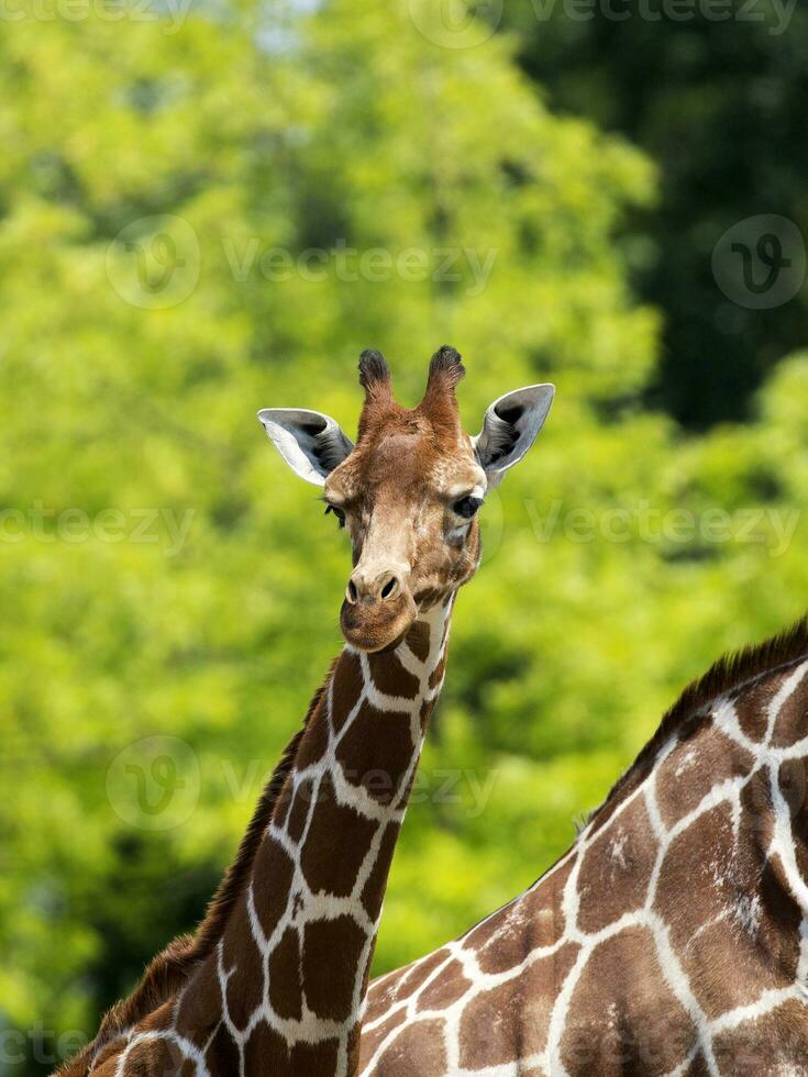 giraffa allo stato brado foto