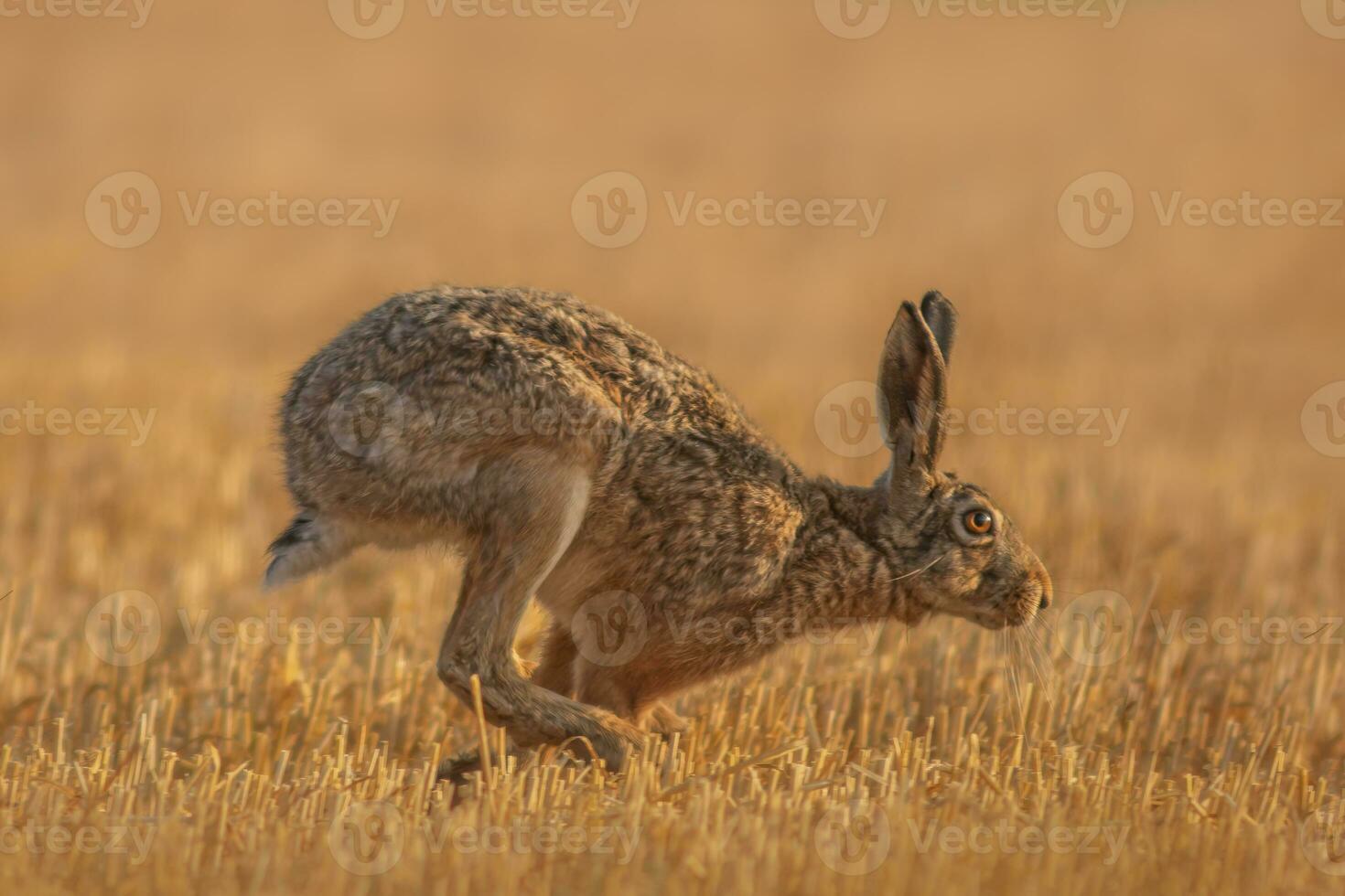 uno europeo lepre lepus europaeus corre attraverso un' raccolto stoppie campo foto