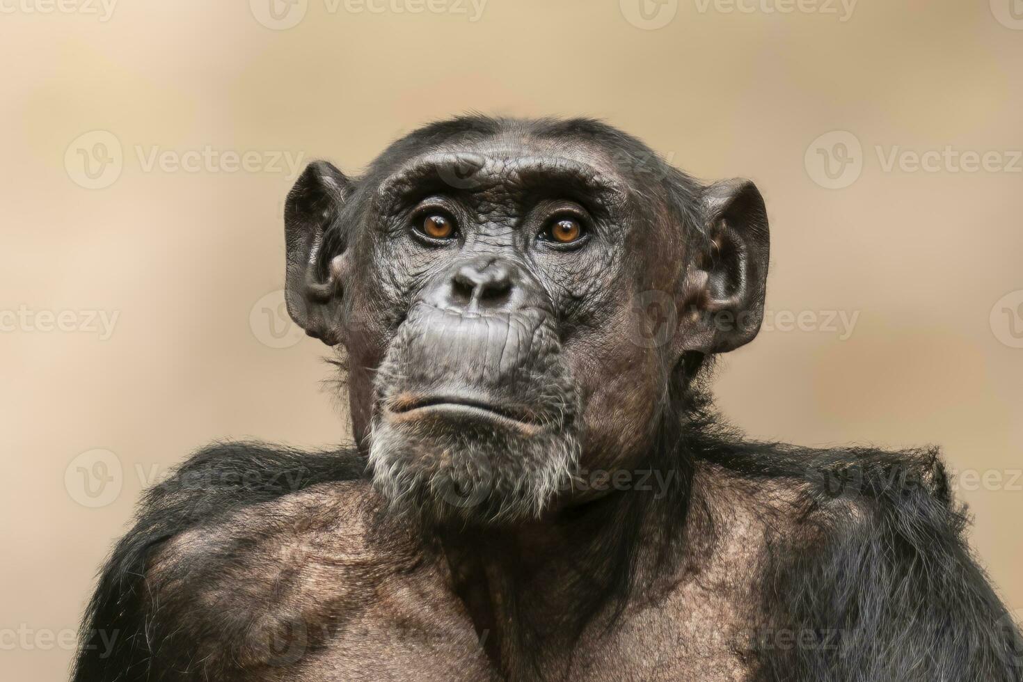uno adulto scimpanzé sembra a il telecamera nel stupore foto