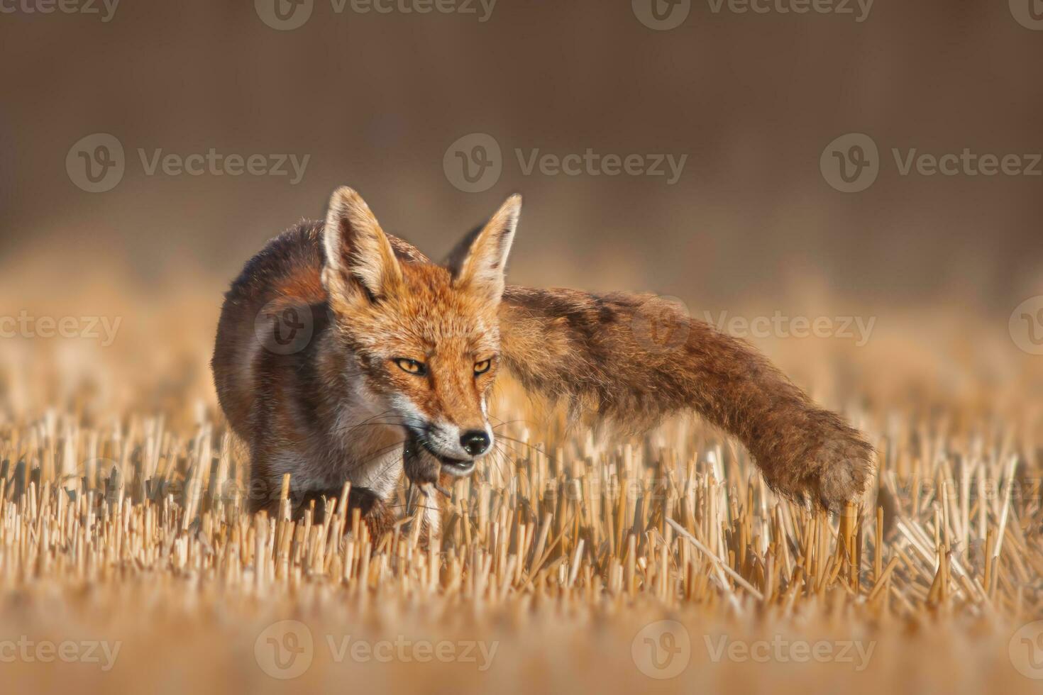 uno rosso Volpe vulpes vulpes sta su un' raccolto stoppie campo con un' topo nel suo grugno e sembra per preda foto